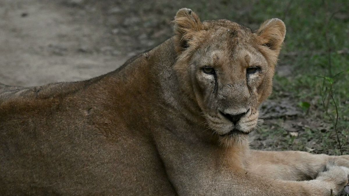 Fotky: Byli na pokraji vyhynutí, teď lesy znovu zní jejich řev