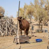 Kromě ekologického a sociálního problému je desertifikace také ekonomickou zátěží, která podle Světové banky stojí Střední Asii ročně odhadem šest procent HDP.
