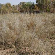 Poušť Karakum pokrývá více než 80 procent Turkmenistánu. „Pokud není vegetace a půdní pokryv řádně spravován, povrch je snadno náchylný k erozi, degradaci zemědělské půdy a tvorbě písečných dun,“ řekl AFP vědec Muchamet Durikov.