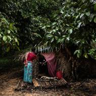 Jako nejmladší z lovců Maniqů, který se stále učí způsoby džungle, odnesl osmnáctiletý Dan Rakpabon úlovek zpět do thapu – sedmi bambusových přístřešků pokrytých listy na mýtině v Pa Bon.