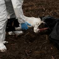Čápi jsou považováni za přenašeče viru, přes Španělsko teď létají stěhovaví ptáci ze severu Evropy.