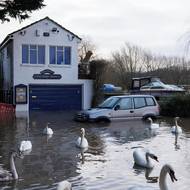 Labutě v Wateringbury v Anglii, kde řeka Medway vystoupila 7. ledna z břehů. 