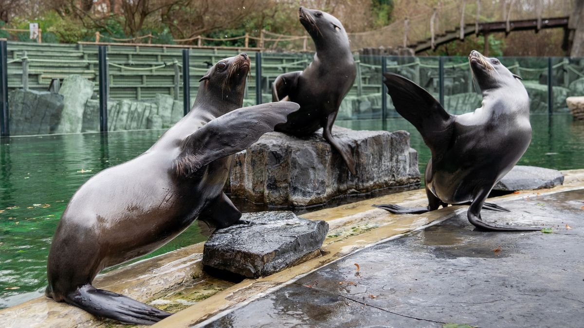 Pražská zoo: obvinění ze šikany, stovky hodin práce zdarma, nízký plat