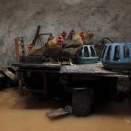 Kuřata v zatopeném domě po několika dnech silných dešťů ve vesnici Čching-jüan v čínské provincii Kuang-tung. (8. srpna)