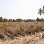 Pro Bajmedova je výsadba stromů stále těžší. „V minulosti stačilo mladé saxauly zalévat denně až 10 litry vody, dnes je kvůli stoupajícím teplotám třeba až 20 litrů denně, aby se zajistilo zakořenění,“ řekl.