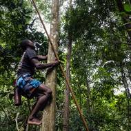 Les je nyní klasifikován jako chráněná zóna, kde thajské zákony zakazují soukromé vlastnictví půdy a stanovují přísná omezení pro využívání zdrojů. „Nejenom lidé z kmene Maniq, ale všichni musí dodržovat zákony stejně,“ řekl Chalerm Phummai, ředitel thajského Úřadu pro ochranu divoké přírody. 