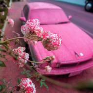 Květiny a auto jsou pokryty protipožární látkou. (Los Angeles, 11. ledna)