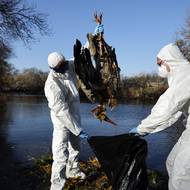 Lesní strážci sbírají mrtvé čápy podél břehu řeky Manzanares v Getafe nedaleko Madridu, 11. prosince.