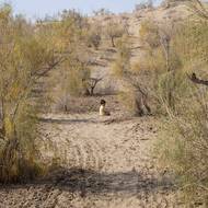 V posledních letech se velké pouštní duny začaly rozšiřovat na území vesnice. „Bokurdak bývala na kopci severně od tohoto místa. Pak jsme se kvůli postupující poušti museli stěhovat stále níže a níže,“ řekl agentuře AFP místní důchodce Kakabaj Bajmedov.