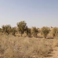 „Dalším klíčovým viníkem je odlesňování. Závažná sucha a suché větry vyvolané klimatickými změnami tento problém ještě zhoršují,“ dodal.