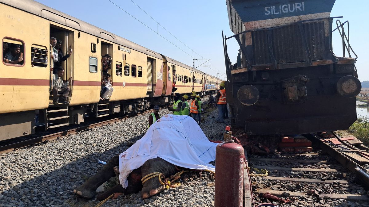 V Indii srazil vlak stádo slonů, sedm zvířat uhynulo