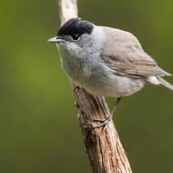 Pěnice černohlavá.