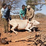 V jeho vesnici Tawakal, kde většina obyvatel jsou pastevci a jsou naprosto závislí na svých zvířatech, zbývá poslední býk, který nemůže stát. Leží na stejném místě už téměř týden, je silně dehydratovaný a kosti mu vyčnívají z kůže, zatímco jeho majitel bezmocně přihlíží.