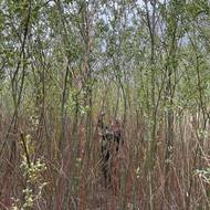 Ekolog mapuje hustý porost mladých stromů na dně bývalé Kachovské přehrady.