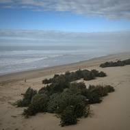 Dovezené vánoční stromky v Carcans v jihozápadní Francii, 14. ledna.