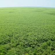 Ekologové odhadují, že na dně bývalé přehrady vyklíčilo nespočet semen stromů. Snímek pochází z období červenec–září 2025.