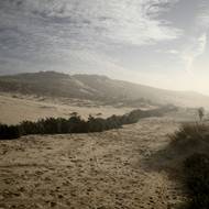 Stromy fungují jako přírodní bariéra. Ve větvích zadržují písek a tím zabraňují rozpadu duny.
