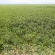 Krajina ve vypuštěné Kachovské přehradě.