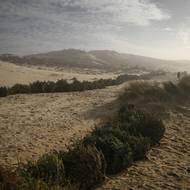 Pobřeží v jihozápadní Francii každoročně ustupuje o 1,7 až 2,5 metru. Duny ohrožuje stoupající hladina moře a stále častější bouře.

(Dobrovolník stojí u vánočních stromků na písečné duně v Carcans v jihozápadní Francii, 14. ledna.)