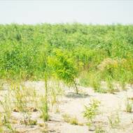 Mladé topoly a vrby raší na dně bývalé nádrže. Snímek pochází z období červenec–září 2025.