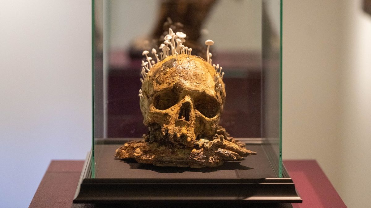 Výstav v Kutné Hoře nabízejí lebky z porcelánu či bezprostřední malby.