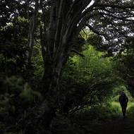 Nadace Rewilding Chile darovala v listopadu chilské vládě přibližně 127 tisíc hektarů půdy s podmínkou, že do dvou let zde musí zřídit národní park.