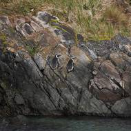 Nadaci založil Douglas Tompkins, dnes už zesnulý filantrop a zakladatel společnosti North Face, která vyrábí outdoorové oblečení.