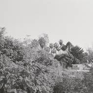 Alena Kotzmannová: Oliva v martini, 2008.