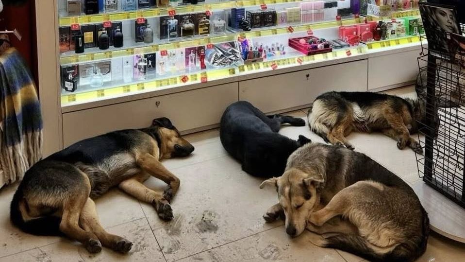 Video: Tuhé mrazy ohrožují i zvířata, Ukrajinci je pouštějí do obchodů