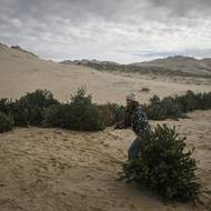 Žena táhne vánoční strom po pláži Carcans v jihozápadní Francii, 14. ledna.