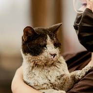 „Máme bohužel i jistotu, že toto číslo poroste,“ citovaly agentury prezidenta Gabriela Borice. (Popálená kočka, město Concepció v regionu Biobío, 18. ledna.)