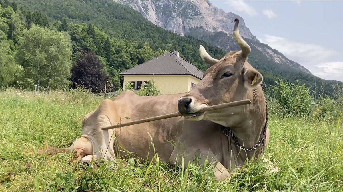 Alpská kráva boří představy vědy o skotu. Chová se jako šimpanz