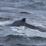 Divoká příroda u Magalhãesova průlivu.