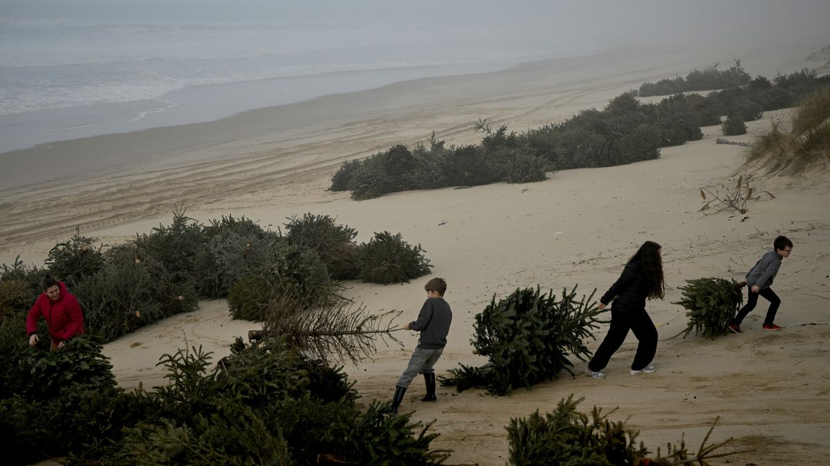 Fotky: Každý rok mizí až 2,5 metru pláže. Vánoční stromky to pomáhají zastavit