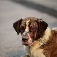 K šíření plamenů přispěly nepříznivé povětrnostní podmínky.