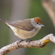 Pěnice černohlavá.