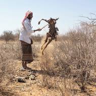 V nedalekém městě Banissa se nachází umělé napajedlo. Kdysi pojalo 60 tisíc kubických metrů vody, dnes je z něj pustá plocha. (Abdirizak Gabow sbírá v obci Hawara uhynulé kozy, aby je později z hygienických důvodů spálil, 21. ledna.)