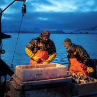 Trump od té doby ustoupil od hrozeb, že USA by mohly ostrov obsadit silou, a prohlásil, že v dohodě s NATO zajistil USA úplný a trvalý přístup k Grónsku, mnoho detailů však zůstává nejasných.
(Rybáři na snímku očisťují na své lodi tresky, 20. ledna.)