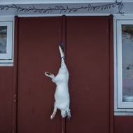 Nuucký právník Ulrik Blidorf a majitel firmy Inuit Law pro agenturu Reuters potvrdil, že Grónsko, autonomní dánské území, nemá soukromé vlastnické právo k půdě.