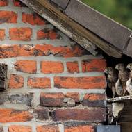 Tři mladé poštolky se chystají vyskočit ze svého hnízda na nedaleký trám. Vyfotil Peter Lindel.