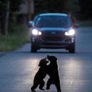 Medvíďata si hrají uprostřed klidné silnice v národním parku Jasper v Kanadě. Medvědi jsou v parku k vidění poměrně často, mláďata zřídka, protože je matky chrání před jakýmikoli hrozbami. Vyfotil Will Nicholls.