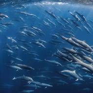Velkolepé stádo delfínů skákavých při lovu. Vyfotila Cecile Gabillon.