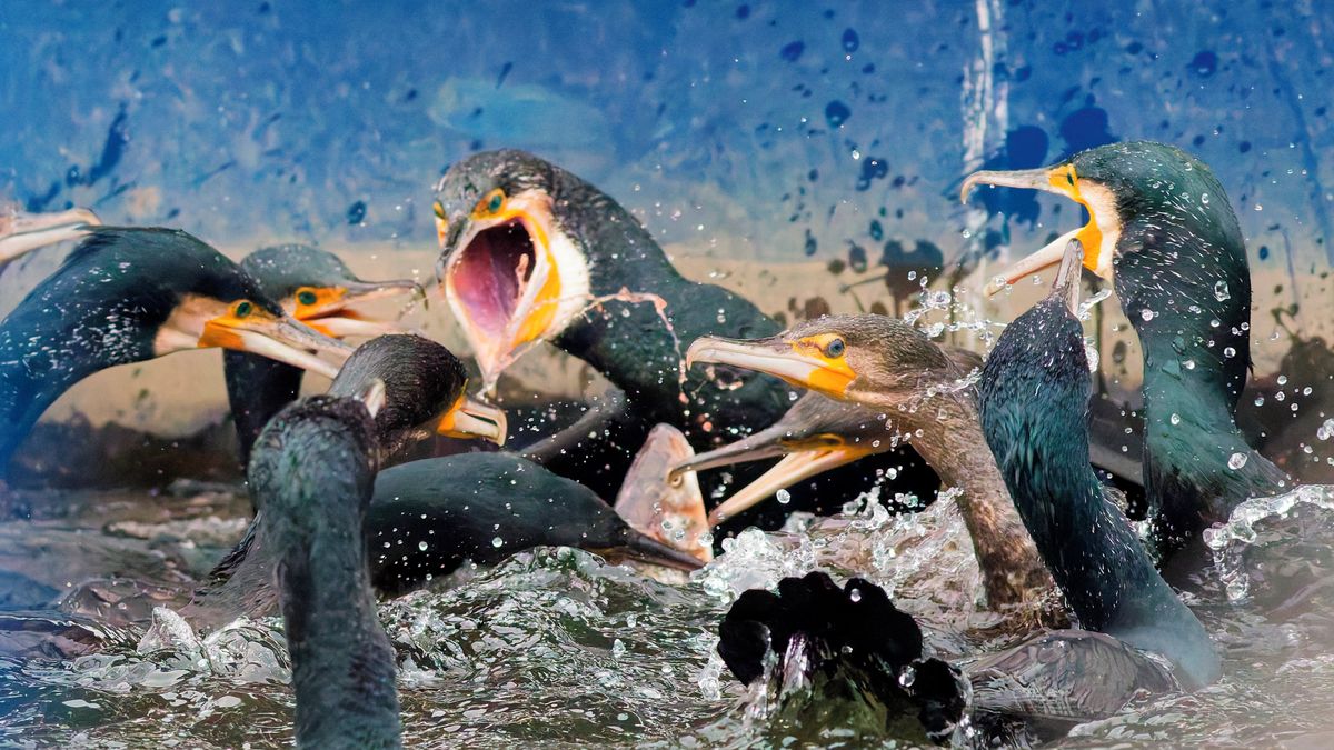 Po jeho náletu zbyly prázdné řeky. Česko chce z ptáka udělat lovnou zvěř