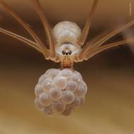 Pavouk z čeledi třesavkovití nese v tlamě klubko vajíček. Vyfotil Thomas Hunt.