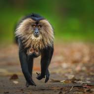 Samice makaka lvího běží s mládětem. Vyfotil Lalith Ekanayake.