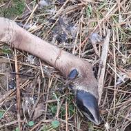 Zvěř roznesla kusy těl po blízkém okolí.