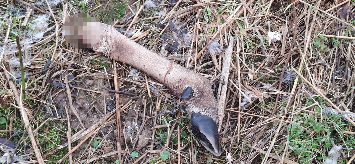 Zvěř roznesla kusy těl po blízkém okolí.