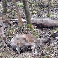 V remízku u slepého ramene řeky Svitavky leží odhadem kolem 30 hlav laní a kolouchů.