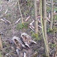 Pozůstatky těl vysoké zvěře se nalézají u obce Božíkov na Liberecku.