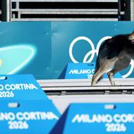 Následně se jej ujali pořadatelé, kteří psa předali majiteli.